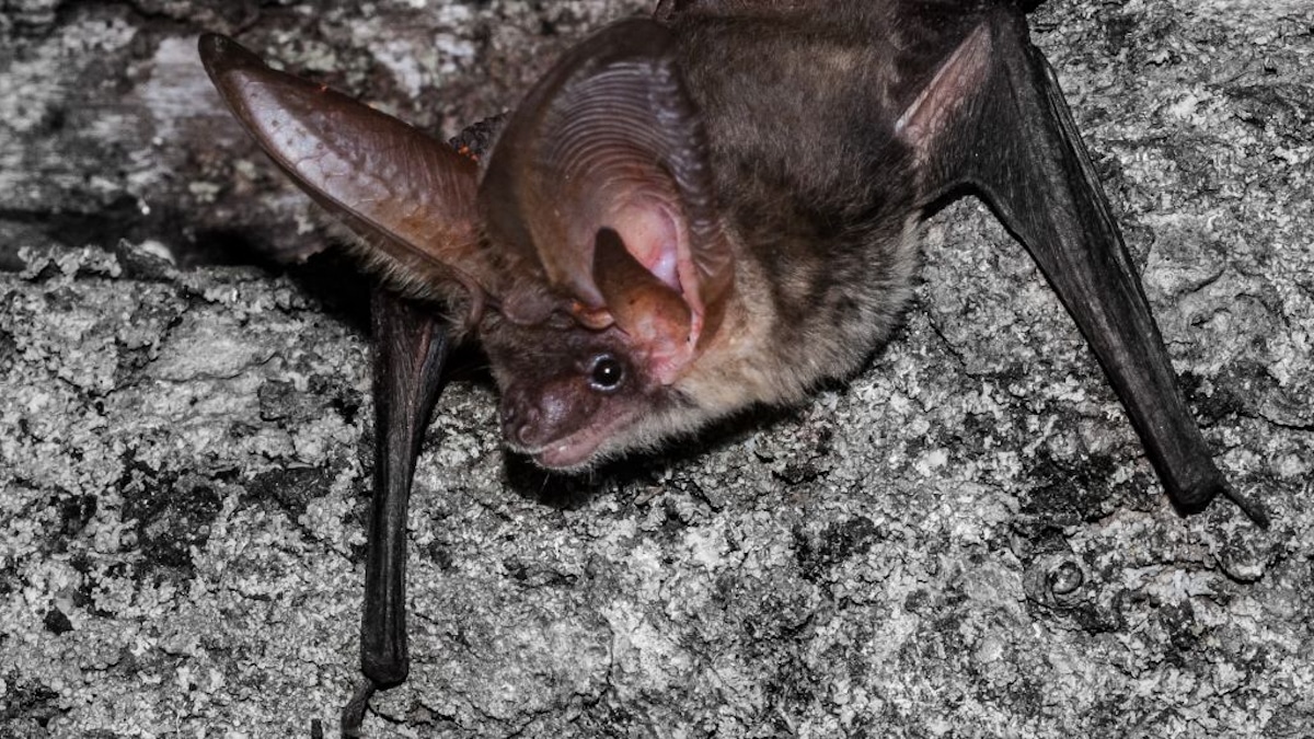 A grey long-eared bat (Plecotus austriacus), one of the species that the study investigated