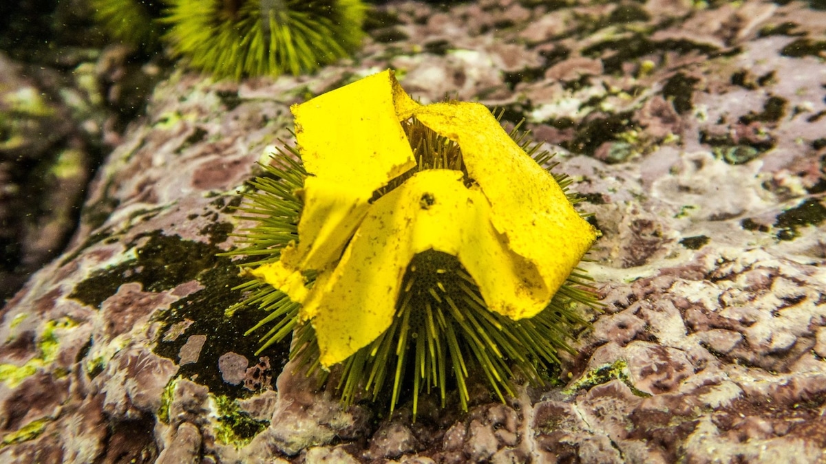 A sea urchin using electrician’s tape as camouflage. They usually use natural items such as seaweed