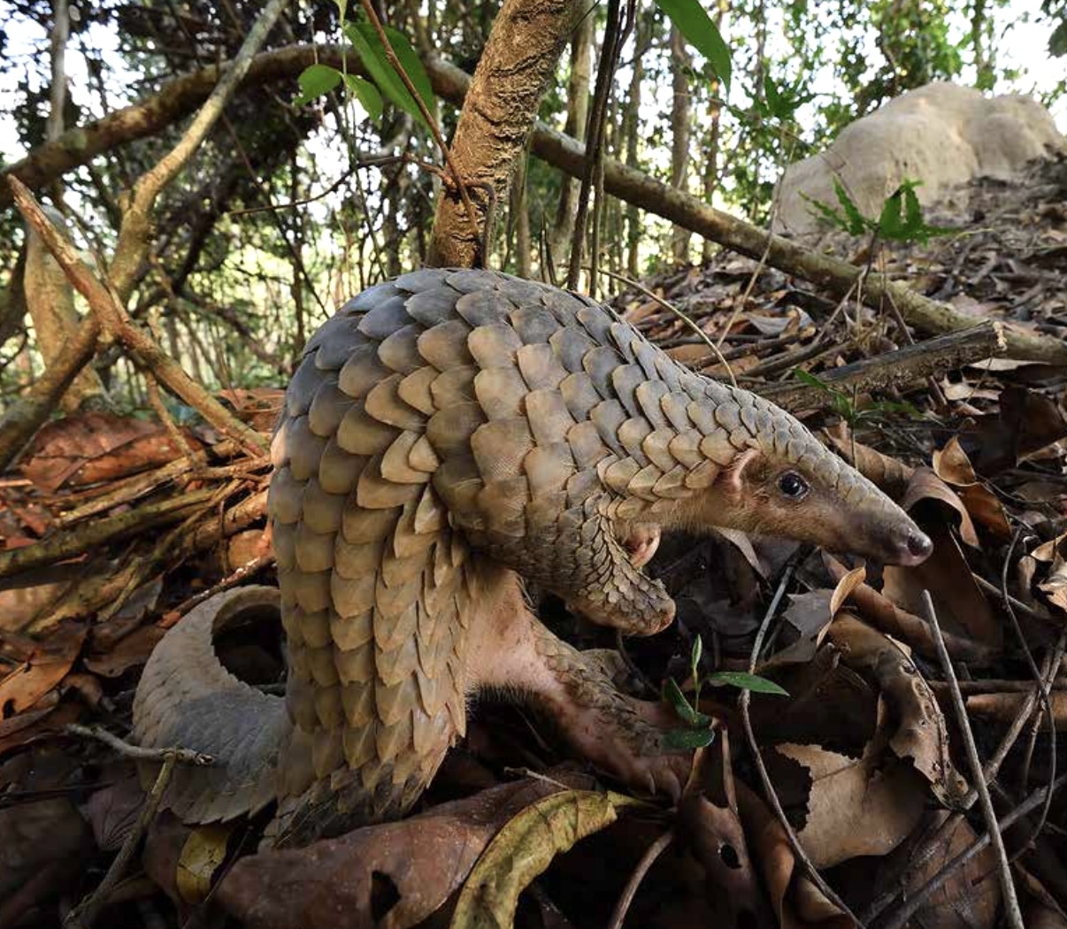 Critically endangered Sunda pangolins were found in Cambodia’s mangrove forests