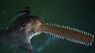 NOAA Launches Emergency Rescue of Critically Endangered Sawfish in Florida Keys