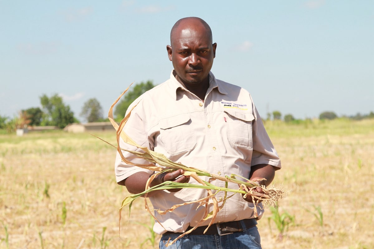 A farmer holds a maize plant wilted from the drought at his farm in Beatrice, about 25 miles southwest of Harare, Zimbabwe