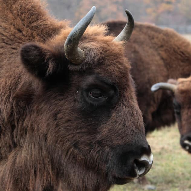 Reintroduction of 170 European Bison Could Help Remove CO2 Equivalent of 43,000 Cars, Study Finds
