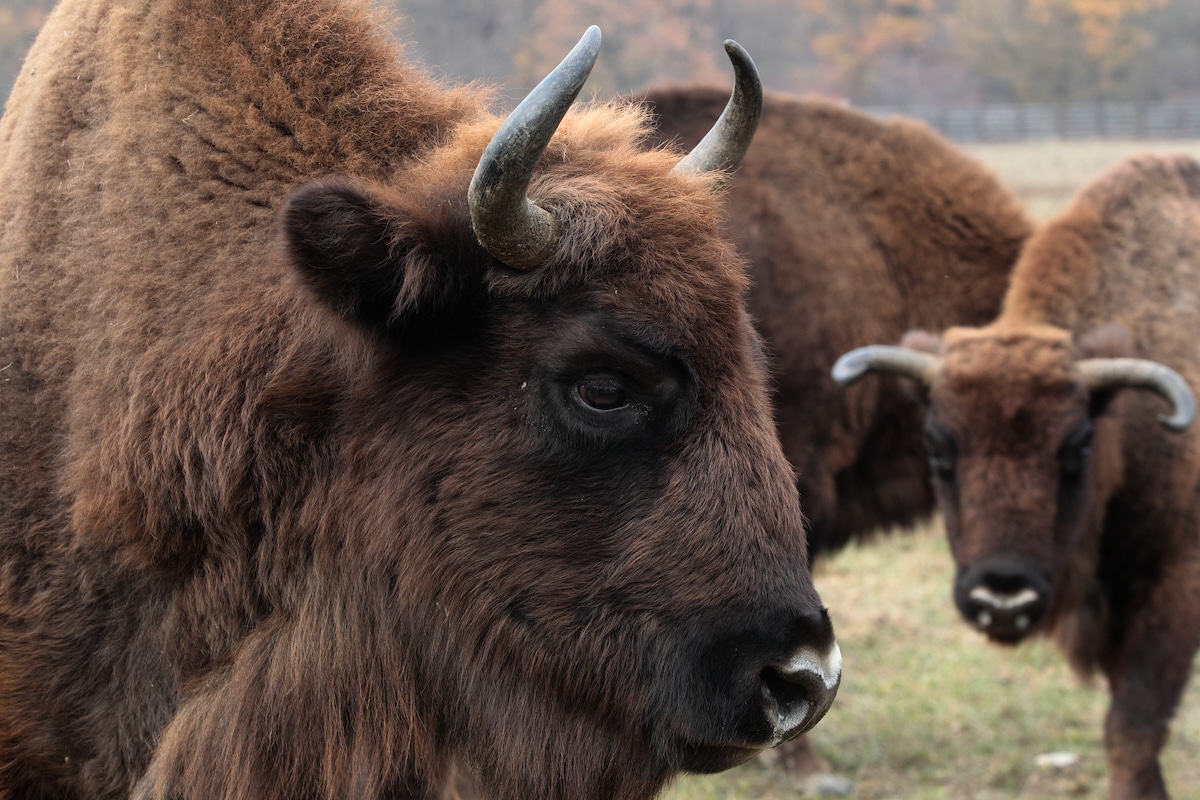Three European bison in Romania