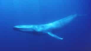 Acoustic Recordings Reveal Possible Comeback for Critically Endangered Antarctic Blue Whales