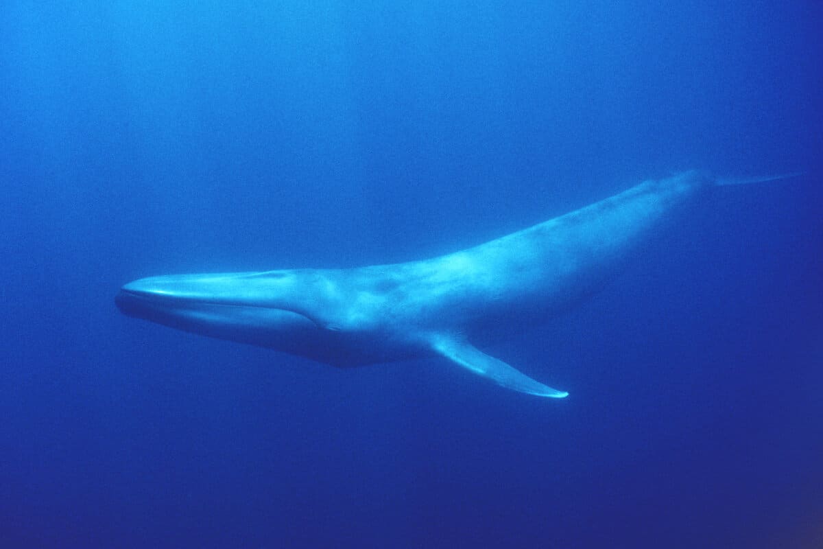 Photos emphasizes the extensive length of a blue whale off the coast of southern California