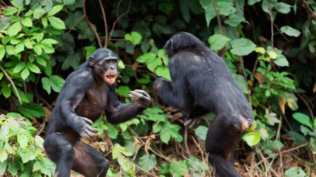Peaceful Bonobos and Aggressive Chimps? New Research Says It’s More Complicated Than That