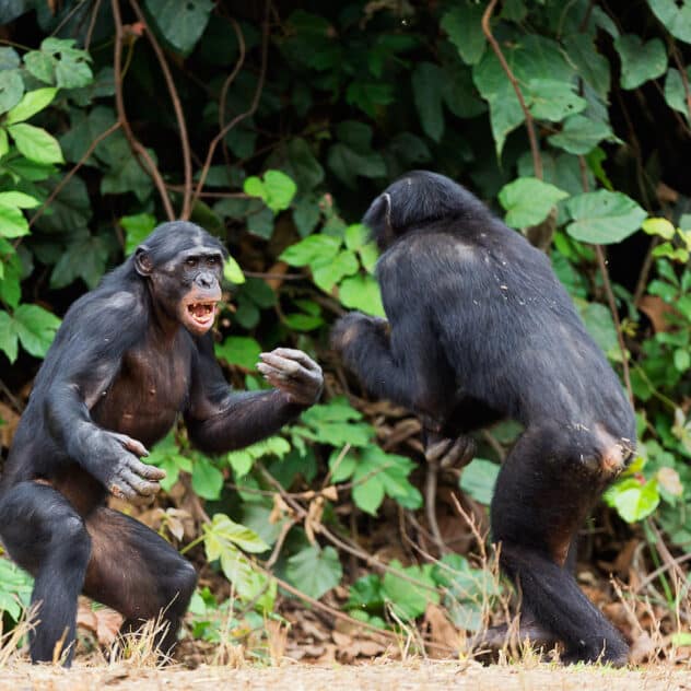 Peaceful Bonobos and Aggressive Chimps? New Research Says It’s More Complicated Than That