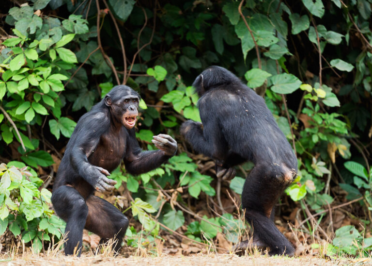 Peaceful Bonobos And Aggressive Chimps New Research Says Its More