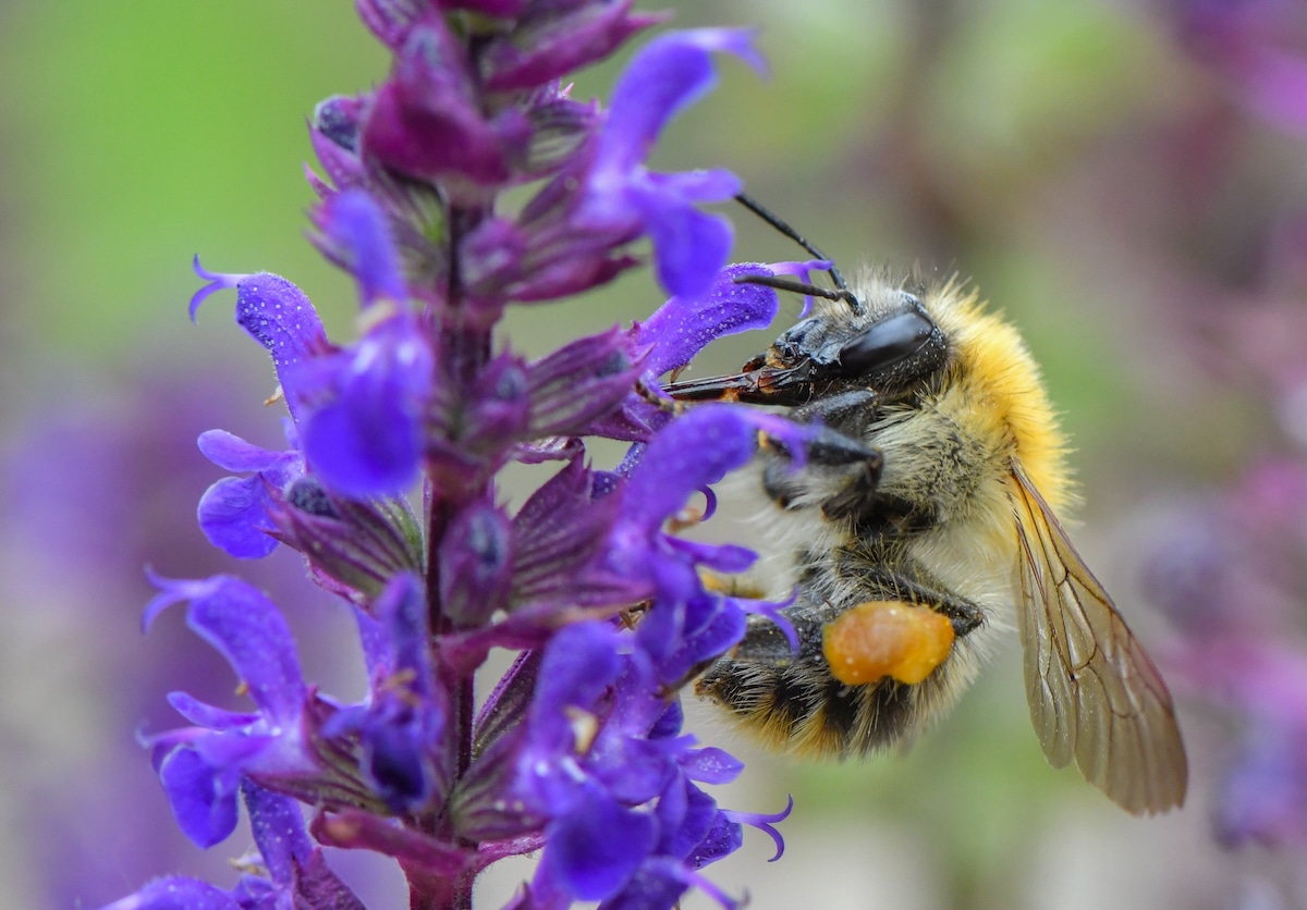 Bumblebee Populations Threatened by Nests Overheating Due to Climate Change