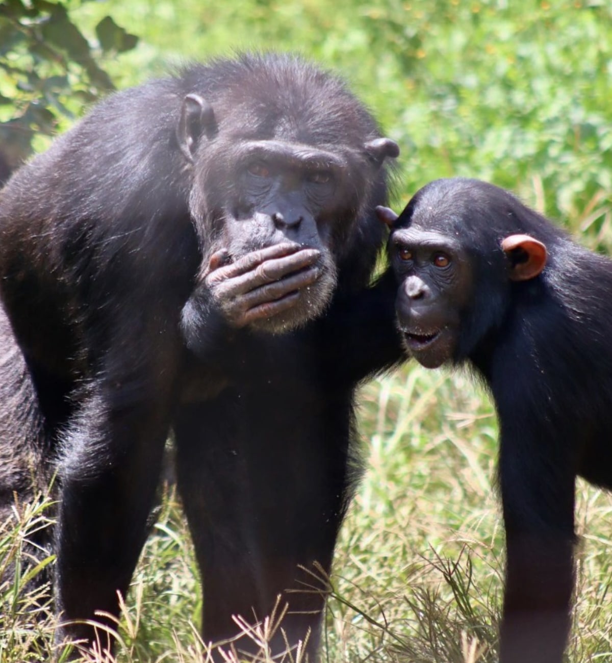 Like Humans, Bumblebees and Chimpanzees Can Pass on Their Skills to Form ‘Cumulative Culture’