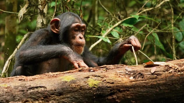 Chimpanzees Improve Tool-Using Skills Into Adulthood, Study Finds