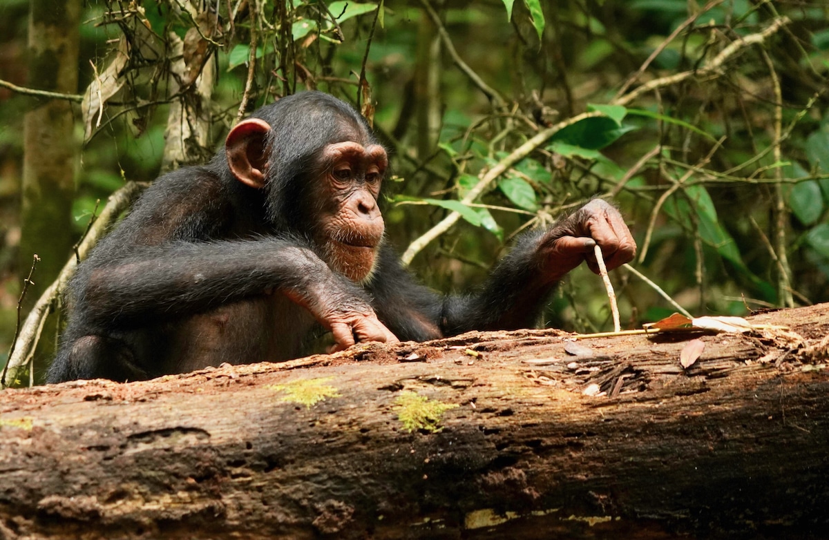 Wild western chimpanzee using a stick tool to extract high-nutrient food
