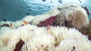 60.5% of World’s Coral Reefs Have Bleached in Past Year, NOAA Says