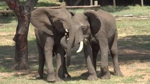 Elephants Greet Each Other With ‘Elaborate’ Combinations of Vocal Cues and Gestures, Study Finds