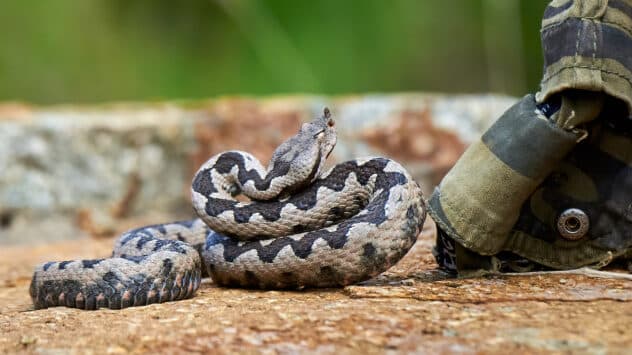 Climate Change Could Lead to Major Venomous Snake Migrations, Study Says