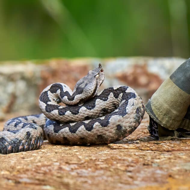 Climate Change Could Lead to Major Venomous Snake Migrations, Study Says