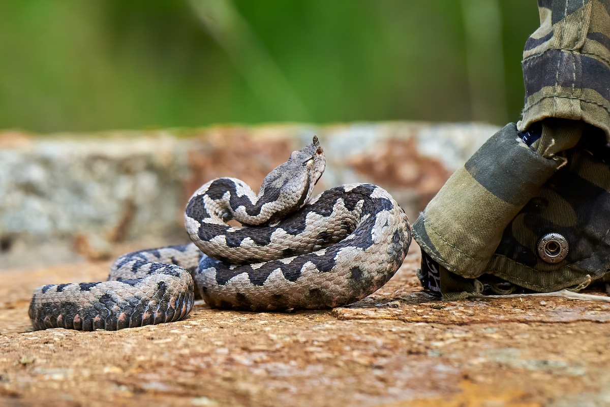photo of Climate Change Could Lead to Major Venomous Snake Migrations, Study Says image