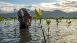 Half of Global Mangroves Are at Risk of Collapsing, IUCN Warns