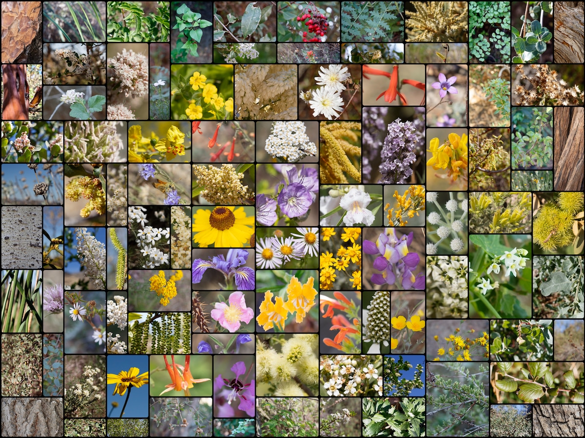 A composite of 88 species of native plants growing wild in their Southern California habitats