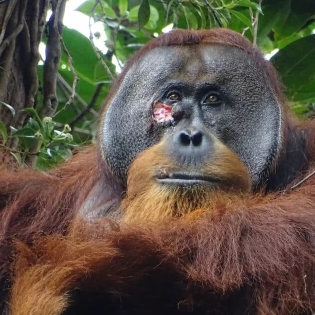 Orangutan Observed Treating a Wound With a Medicinal Plant for the First Time