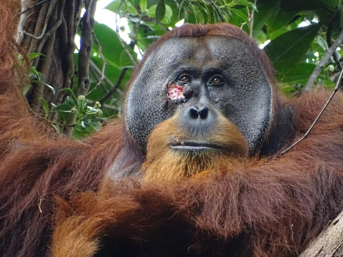 Orangutan Observed Treating a Wound With a Medicinal Plant for the First Time