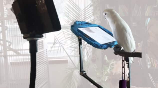 Parrots Prefer Live Video Calls With Other Parrots Over Pre-Recorded Videos, Study Finds