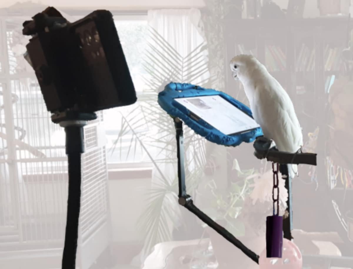 Parrots Prefer Live Video Calls With Other Parrots Over Pre-Recorded Videos, Study Finds