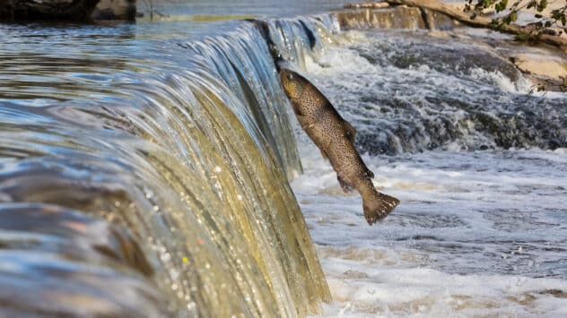 Migrating Freshwater Fish Populations Have Declined 81% Since 1970, Report Finds