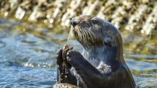 Sea Otters Use Tools to Break Open Larger Prey, Sparing Their Teeth, Study Finds