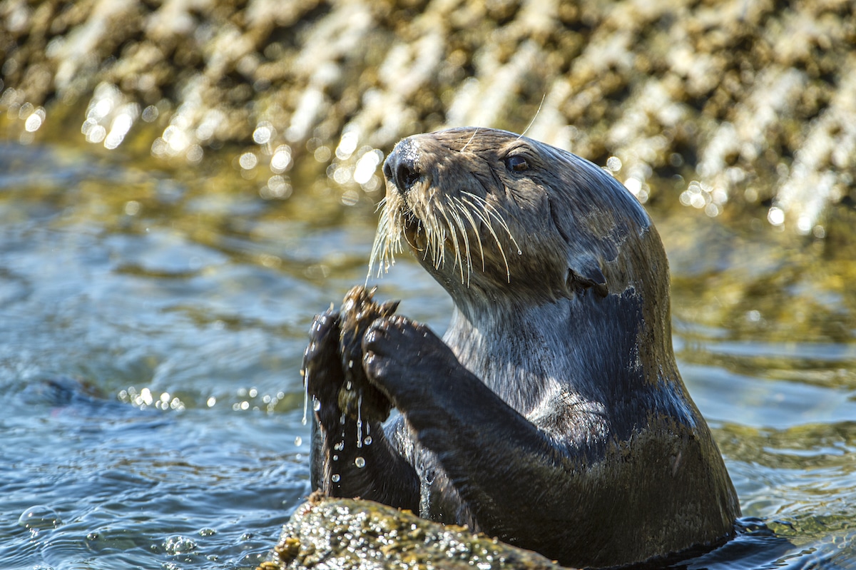 Sea Otters Use Tools to Break Open Larger Prey, Sparing Their Teeth, Study Finds