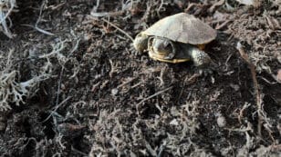 Researchers Develop Protective Nests for At-Risk Turtles in Ontario