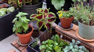 Indoor Gardening Could Help Boost Immune Systems, Study Finds