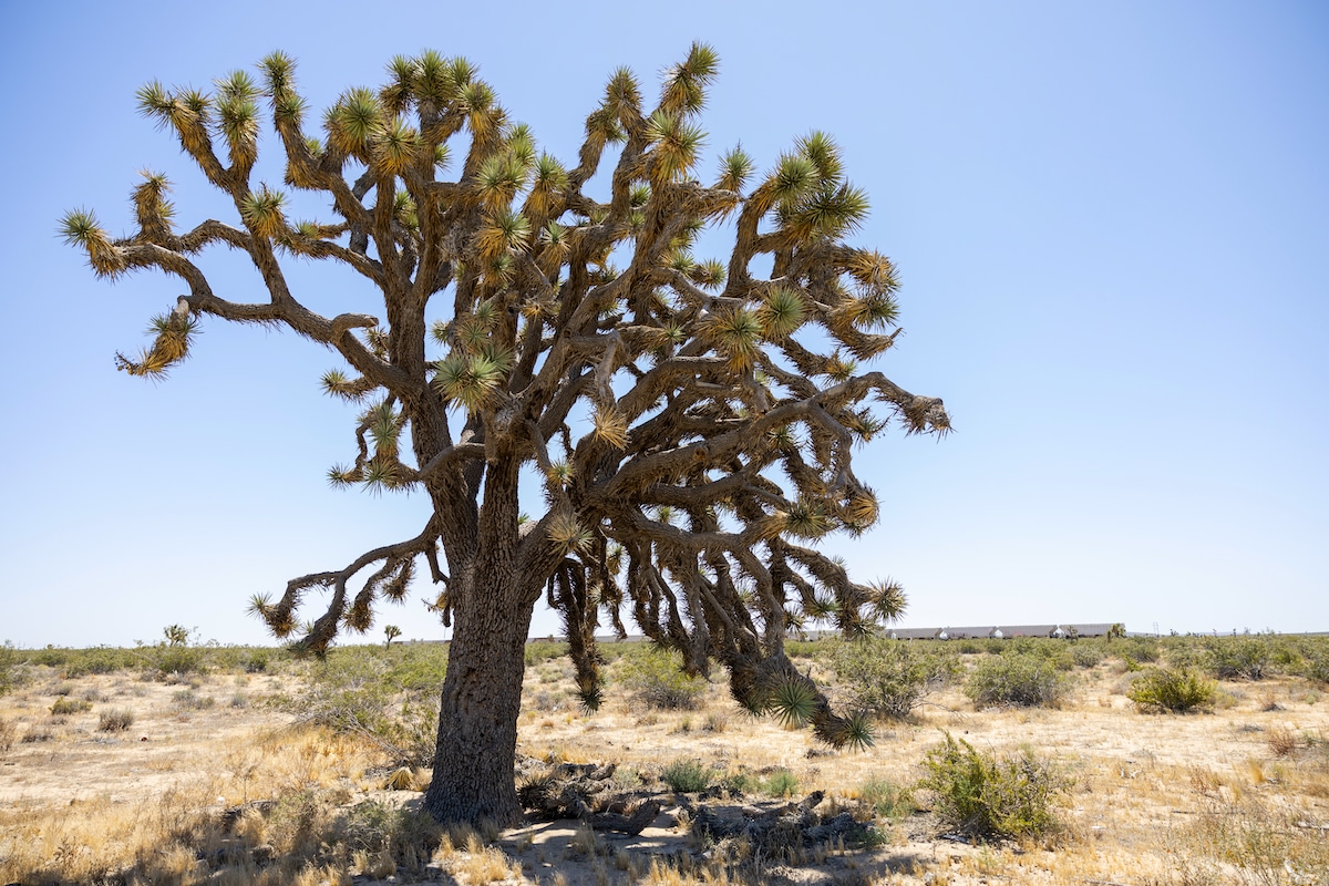 Solar Project Planned for Mojave Desert Will Destroy Thousands of Joshua Trees and Endangered Tortoise Habitat